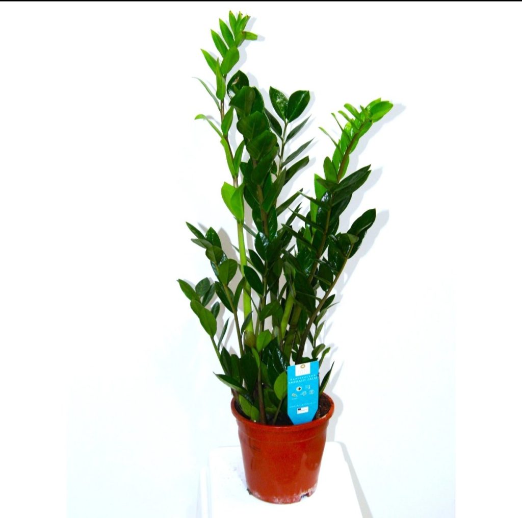 Zamioculcas Zamifolia