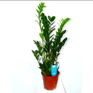 Zamioculcas Zamifolia