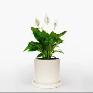 Spathiphyllum-Peace Lilly-Medium