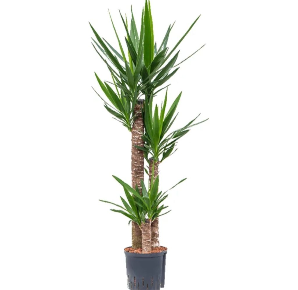 Yucca 3pp