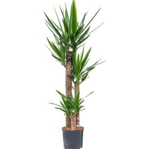 Yucca 3pp
