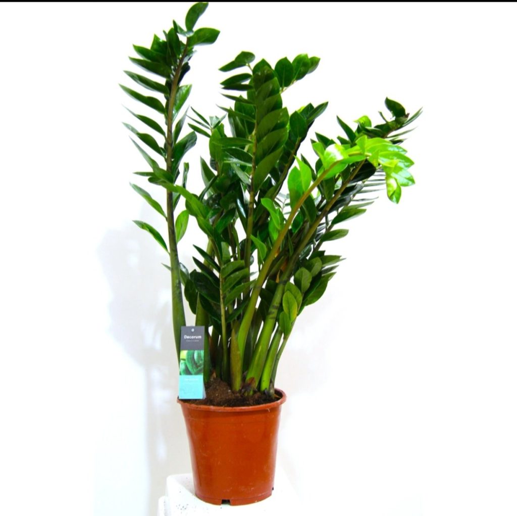 Zamioculcas Zamiifolia