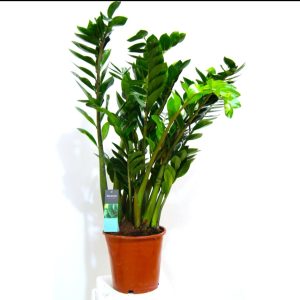Zamioculcas Zamiifolia
