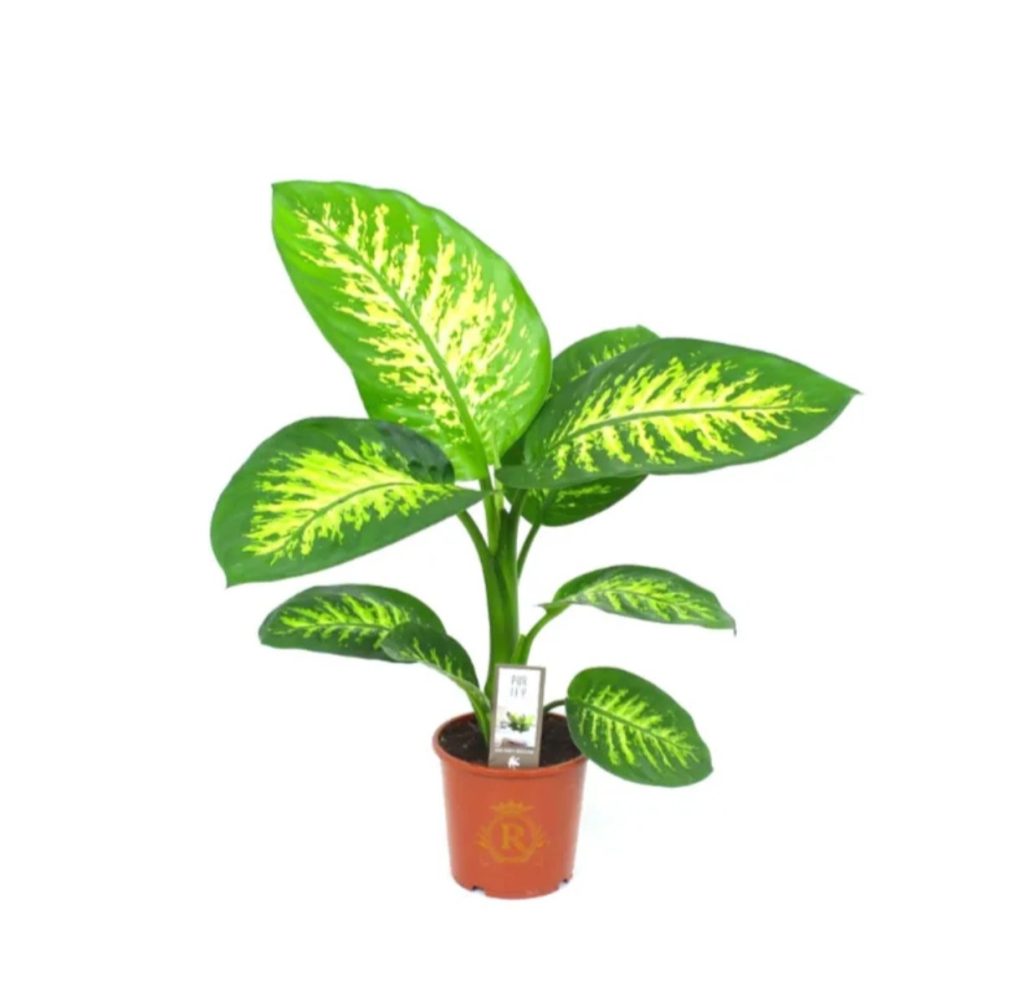 Dieffenbachia Seguine 'Tropic Snow'