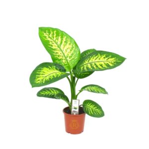 Dieffenbachia Seguine 'Tropic Snow'