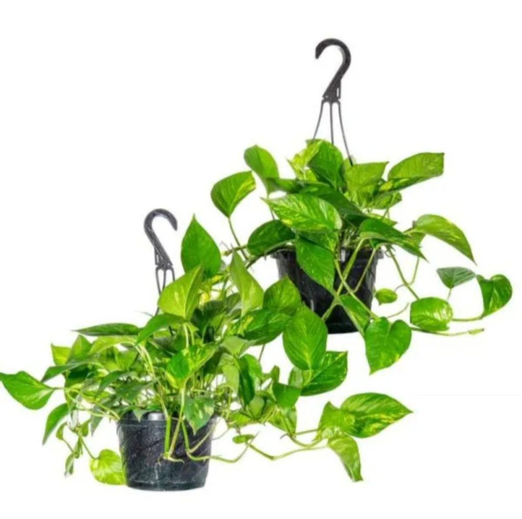 Money Plant Hanging 1 Peice