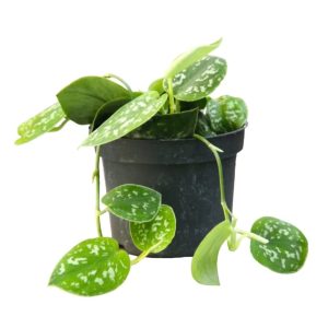 Scindapsus Pictus 'Argyraeus'