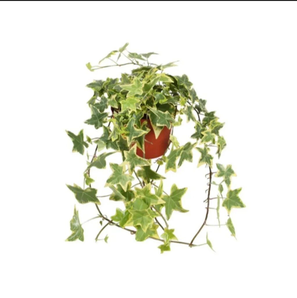 Hedera Helix Gold Child