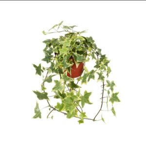 Hedera Helix Gold Child