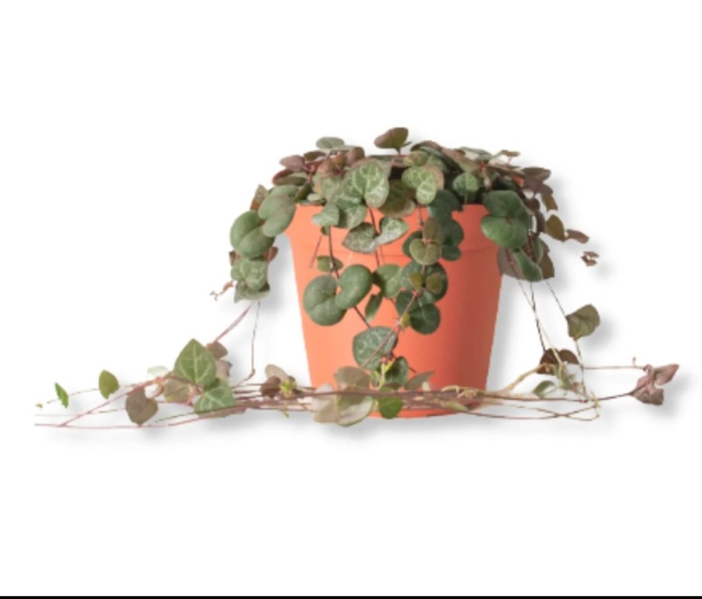 String of Hearts