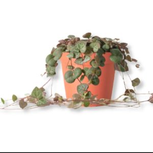 String of Hearts