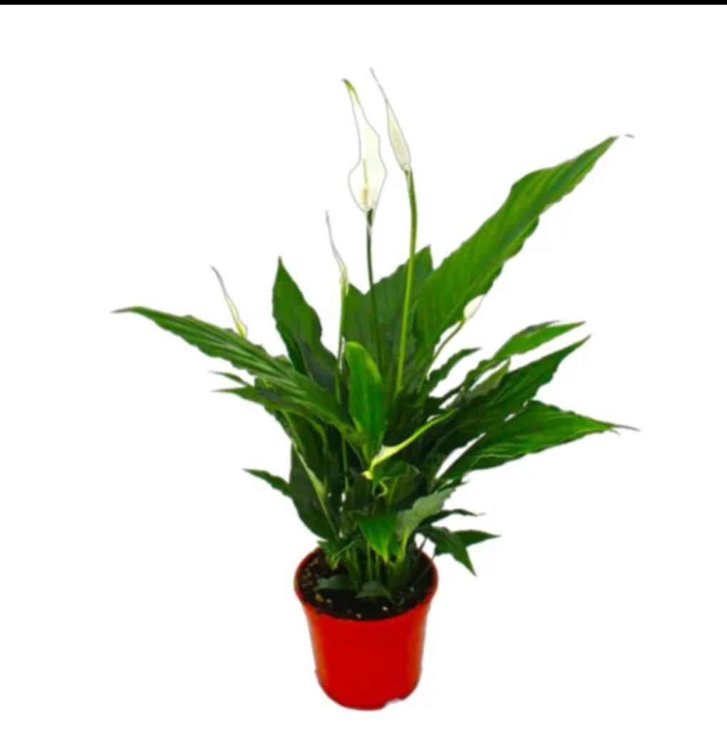Spathiphyllum-Peace Lily-Medium