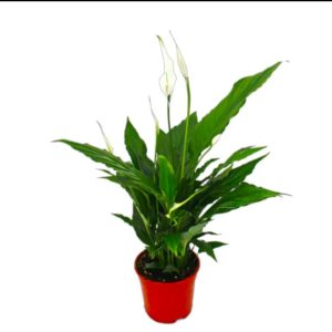 Spathiphyllum-Peace Lily-Medium