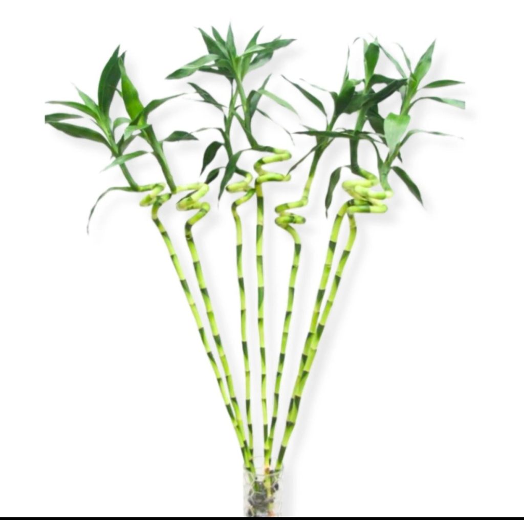 Lucky Bamboo 1 Piece