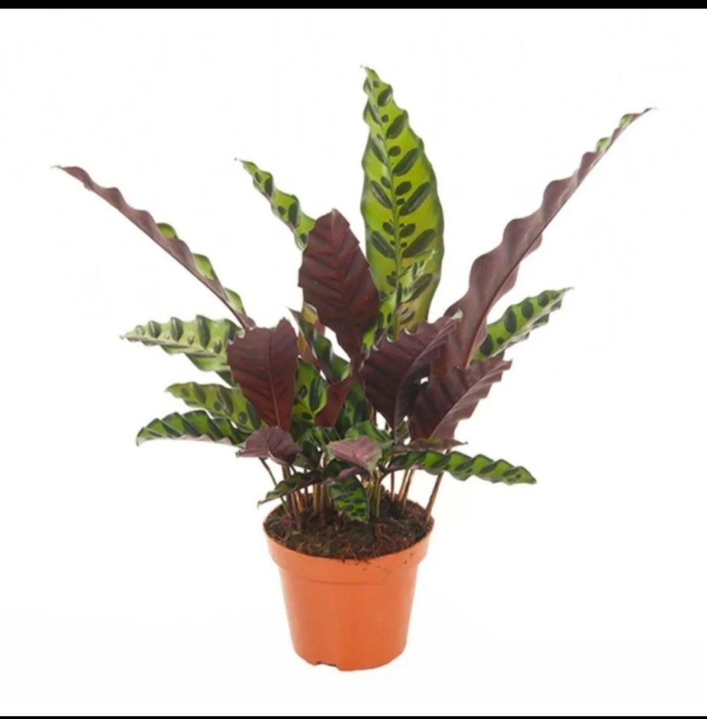 Calathea Lancifolia