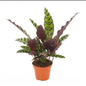 Calathea Lancifolia