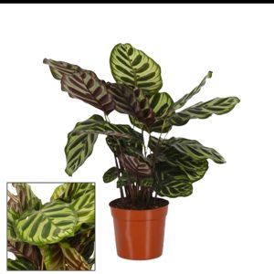 Calathea Makoyana