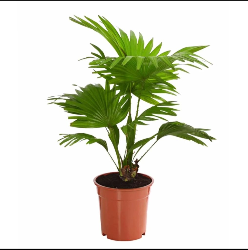 Livistona Rotundifolia