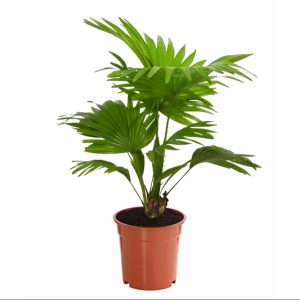 Livistona Rotundifolia