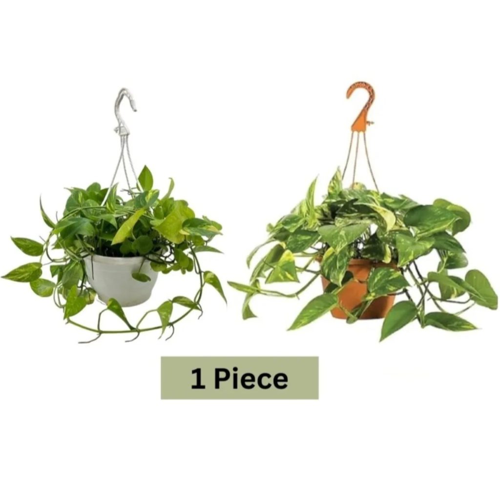 Money Plant Hanging