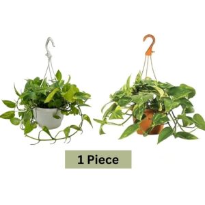 Money Plant Hanging