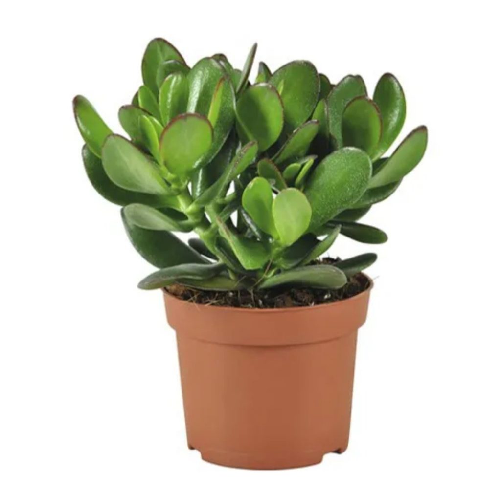 Crassula 'Magical Tree'