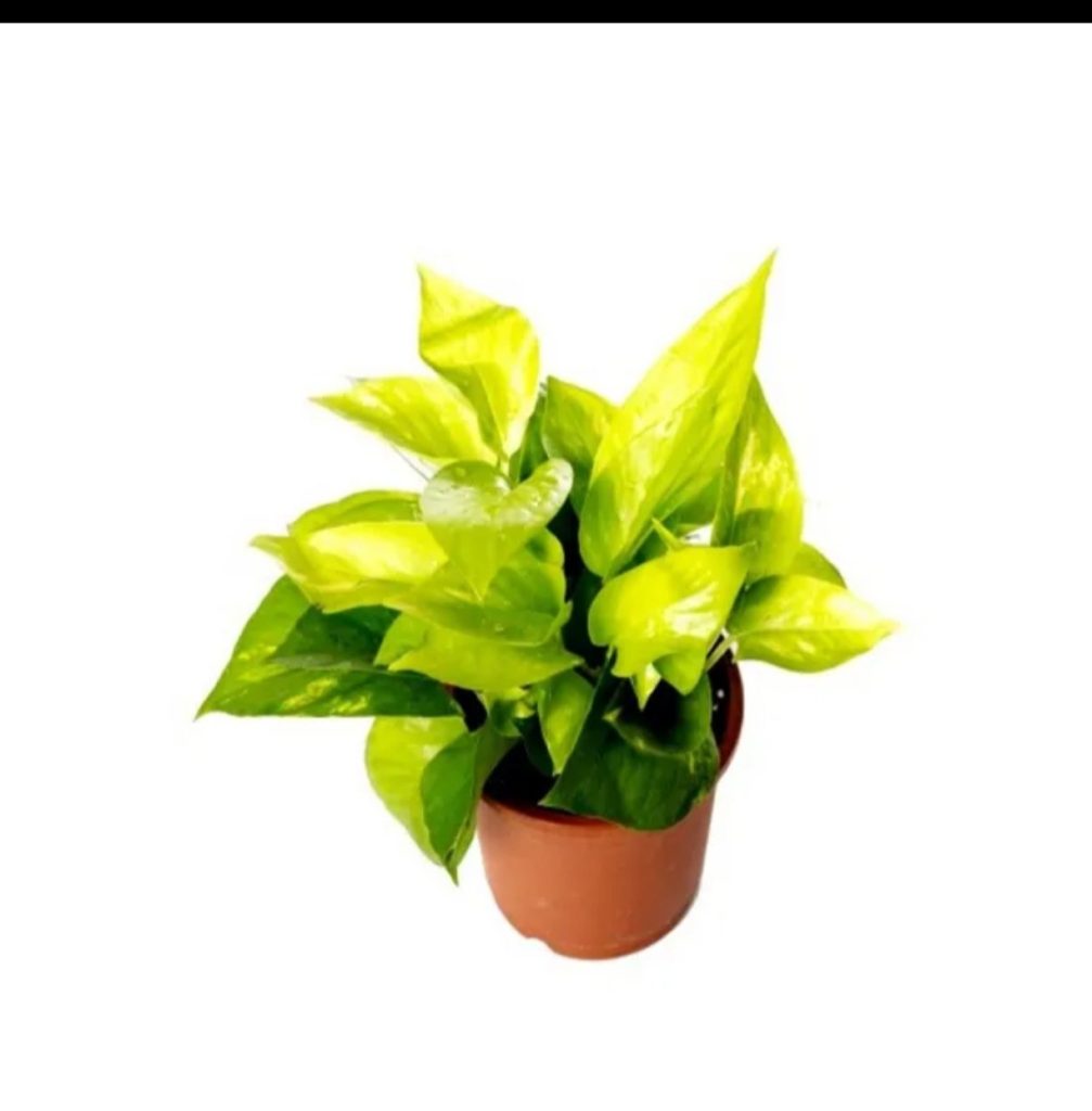 Money Plants 'Golden Pothos'