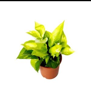 Money Plants 'Golden Pothos'