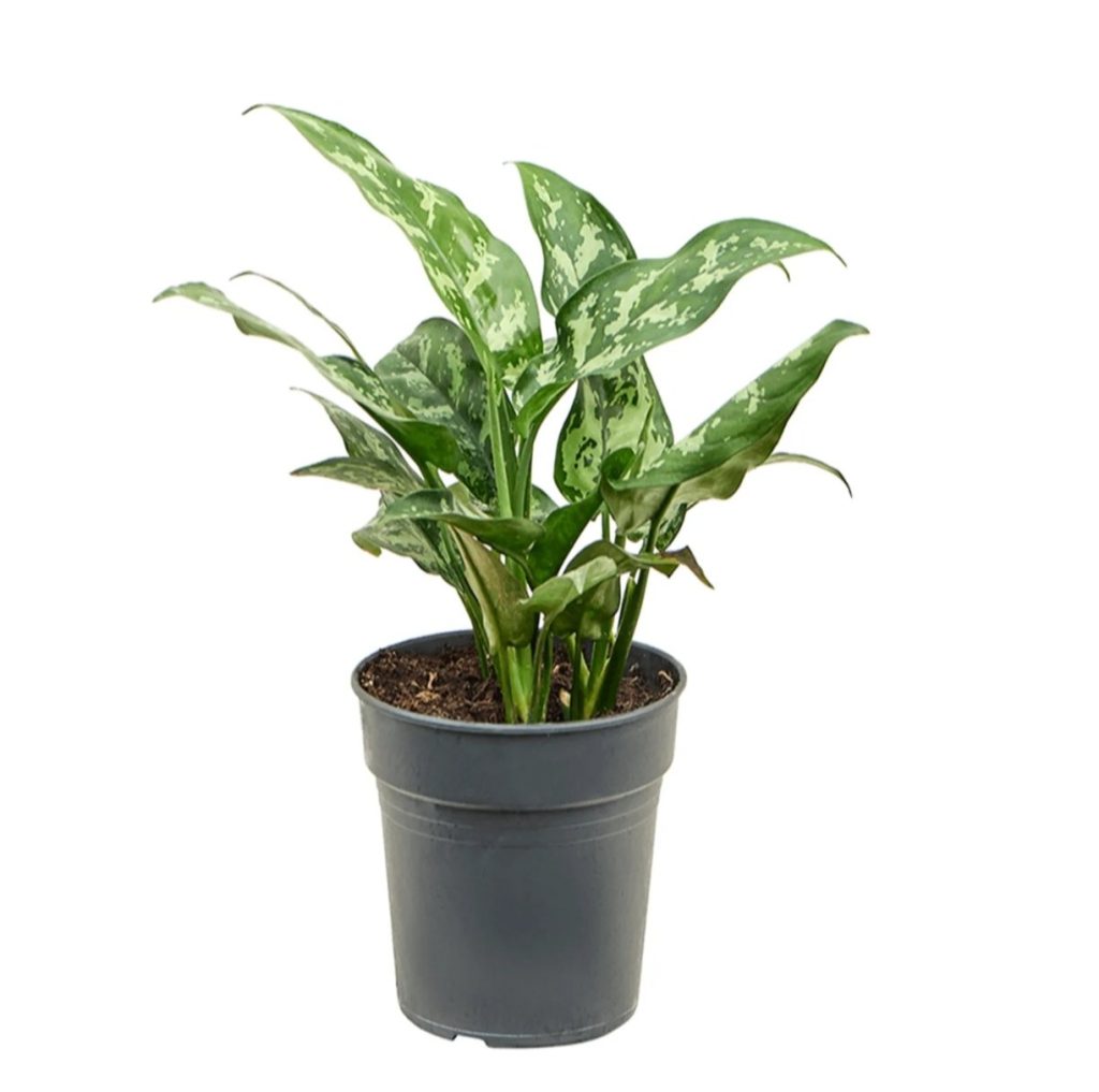Aglaonema Maria