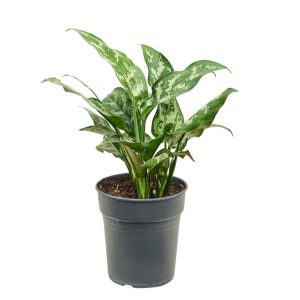 Aglaonema Maria