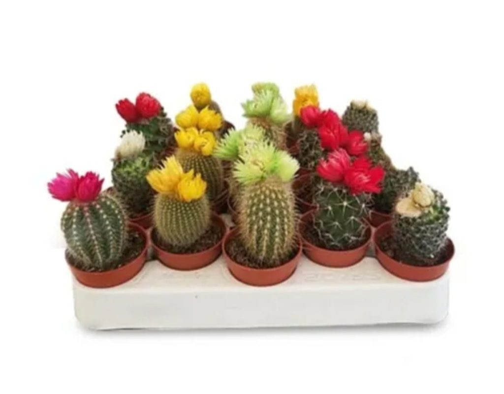 Decorated Cactus Mix color 1 piece
