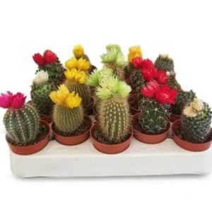 Decorated Cactus Mix color 1 piece