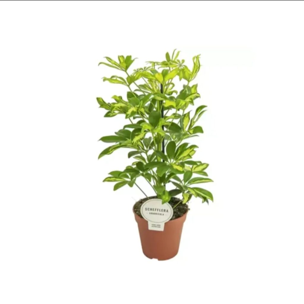 Schefflera Arboricola