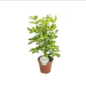 Schefflera Arboricola
