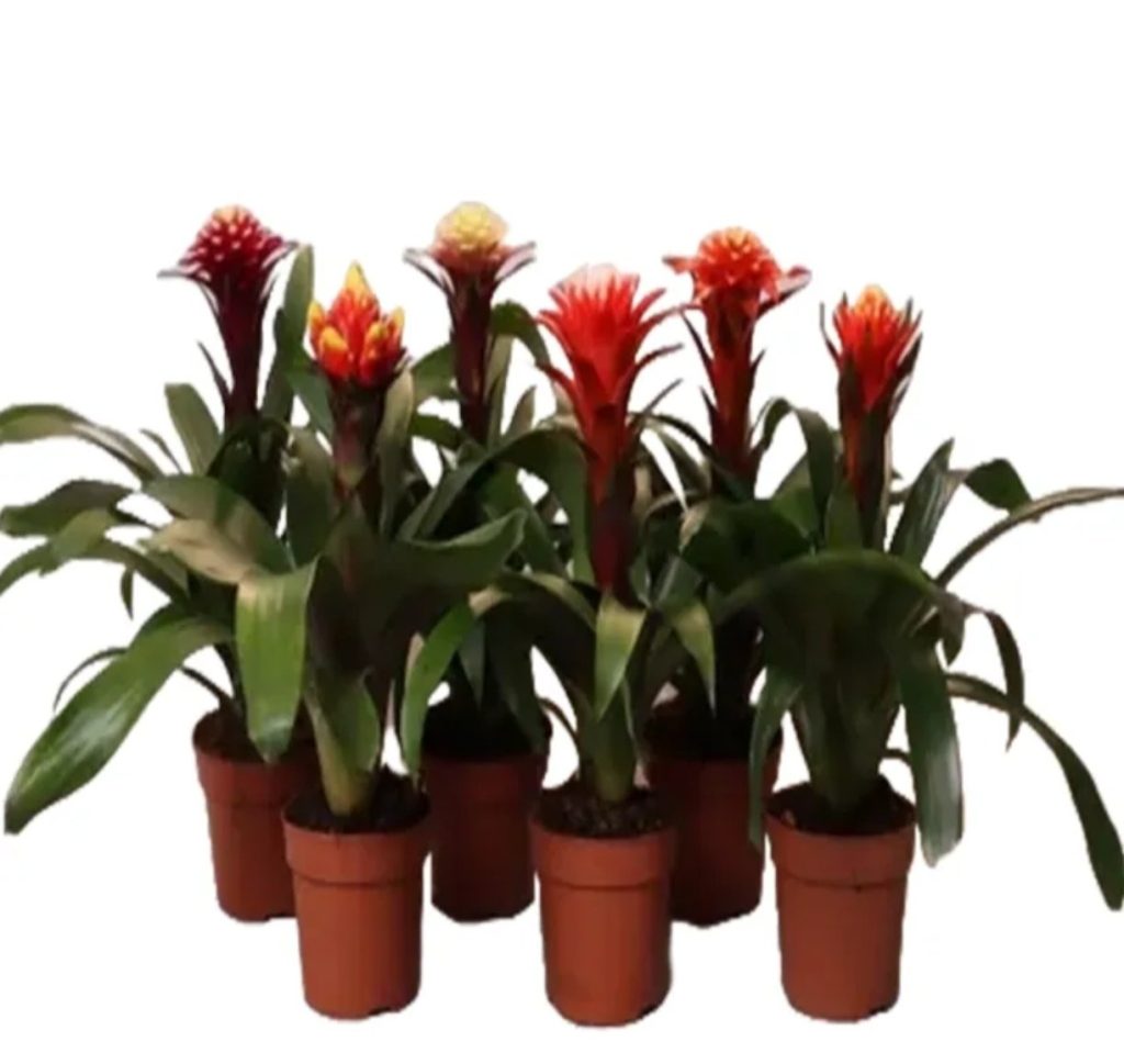 Guzmania Hope Info Mix color 1 piece