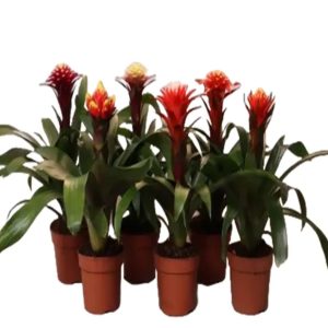 Guzmania Hope Info Mix color 1 piece