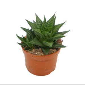 Haworthia Limifolia