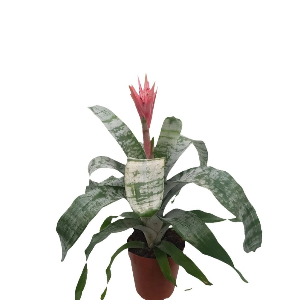 Aechmea Fasciata Primera Pink