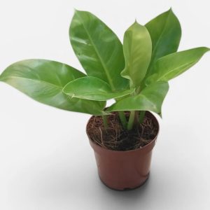 Philodendron Moonlight