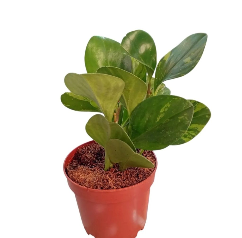 Peperomia Obtusifolia Green