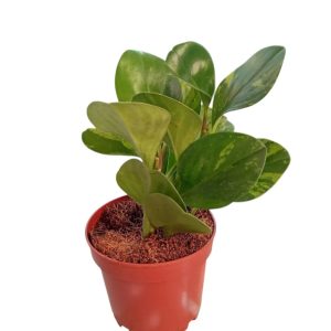 Peperomia Obtusifolia Green