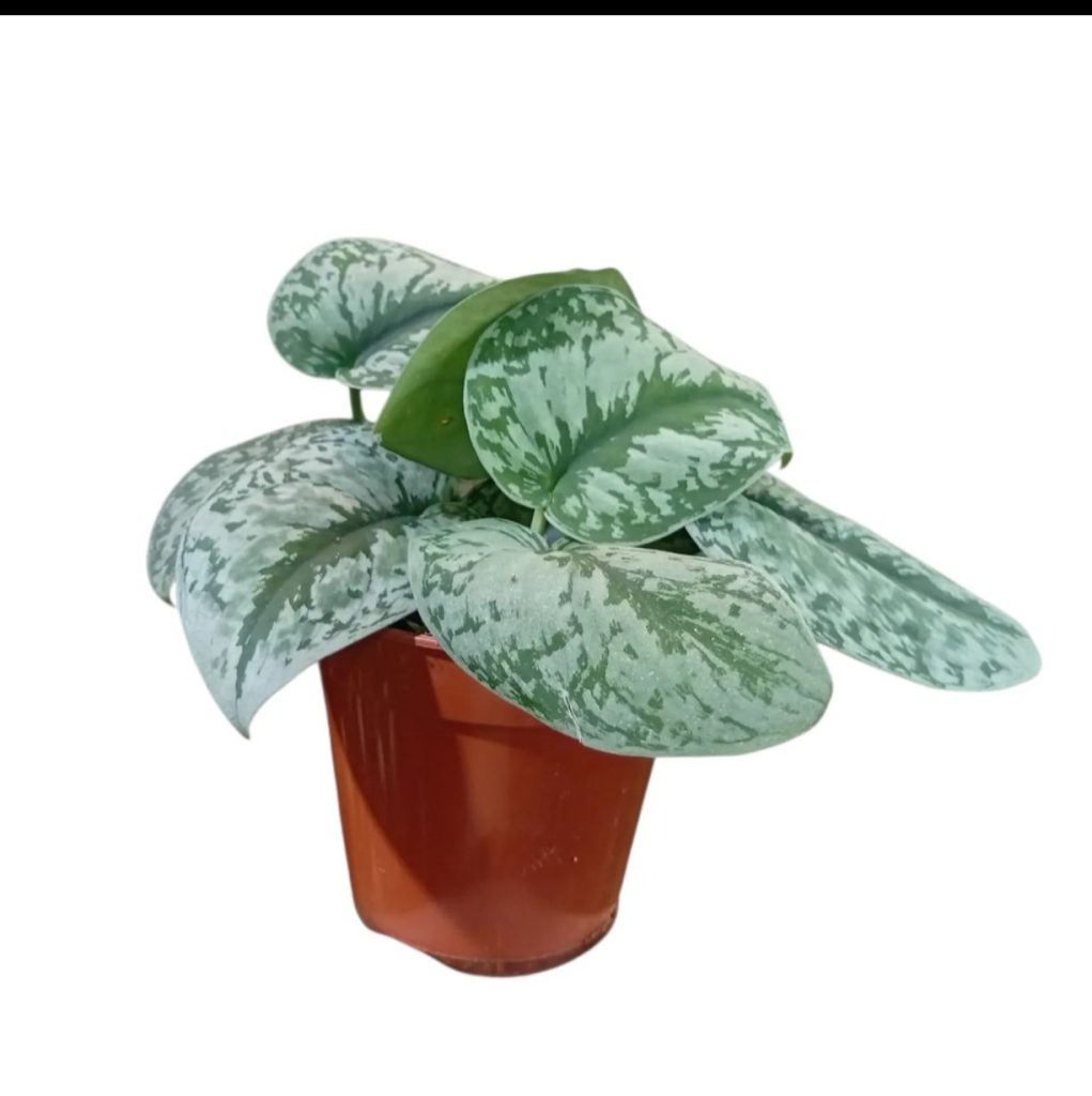 Money Plants 'Silver Pothos'