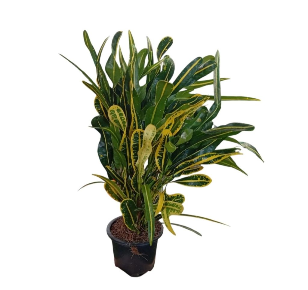Banana Croton