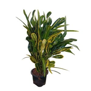 Banana Croton