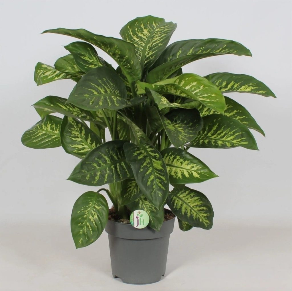 Dieffenbachia Seguine Reeva