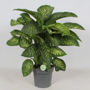 Dieffenbachia Seguine Reeva