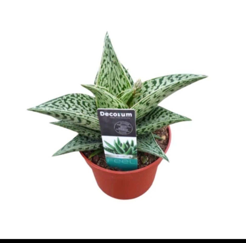 Aloe Variegata Tribal