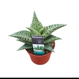 Aloe Variegata Tribal