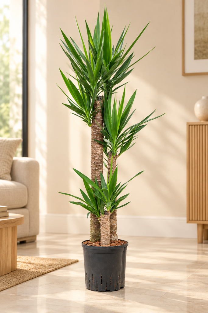 Yucca 3pp