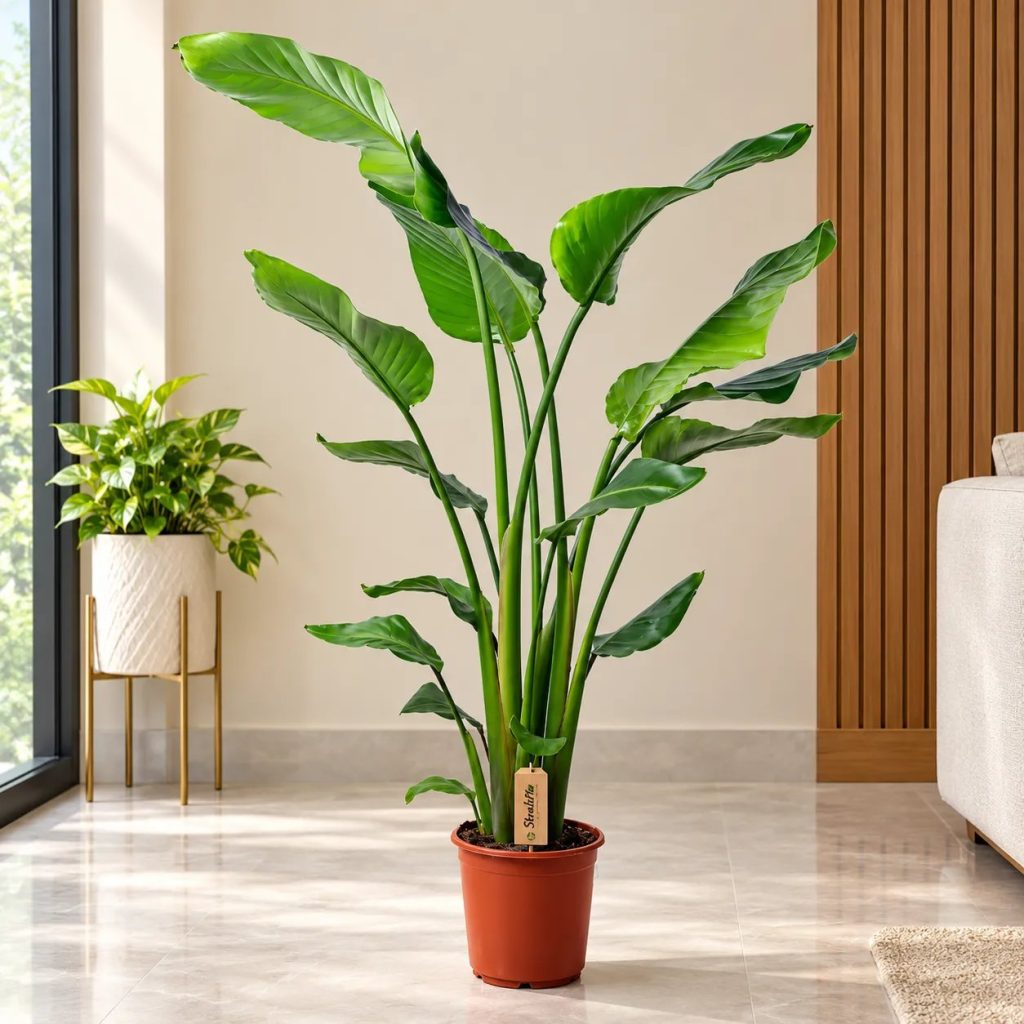Strelitzia Nicolai 3pp
